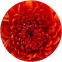 KK & Shipra profile picture